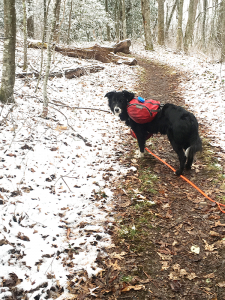 My companion dog, Boomer, pausing on a snowy day in Georgia.
