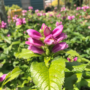 Hot Lips Turtlehead flourishes in moist, partly shady areas. The lush deep green plants crowd out weeds all summer long. Late August their grinning hot lipstick-pink blooms put a smile on the face of everyone who sees them.