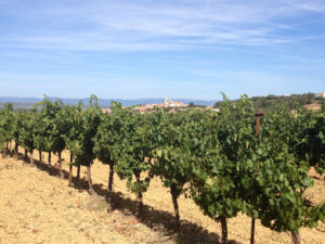 The vineyards around Corneilhan were ready for the vendange or harvest when we walked among them in August 2016. Winegrowers wonder if itinerant workers will be able to travel to help out this harvest season. 