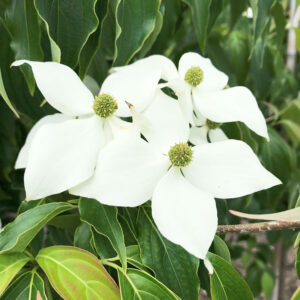 One of my very favorite small trees is kousa dogwood, pictured here. The form is artistic; the foliage clean and glossy.